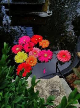 Manderley Bed & Breakfast
